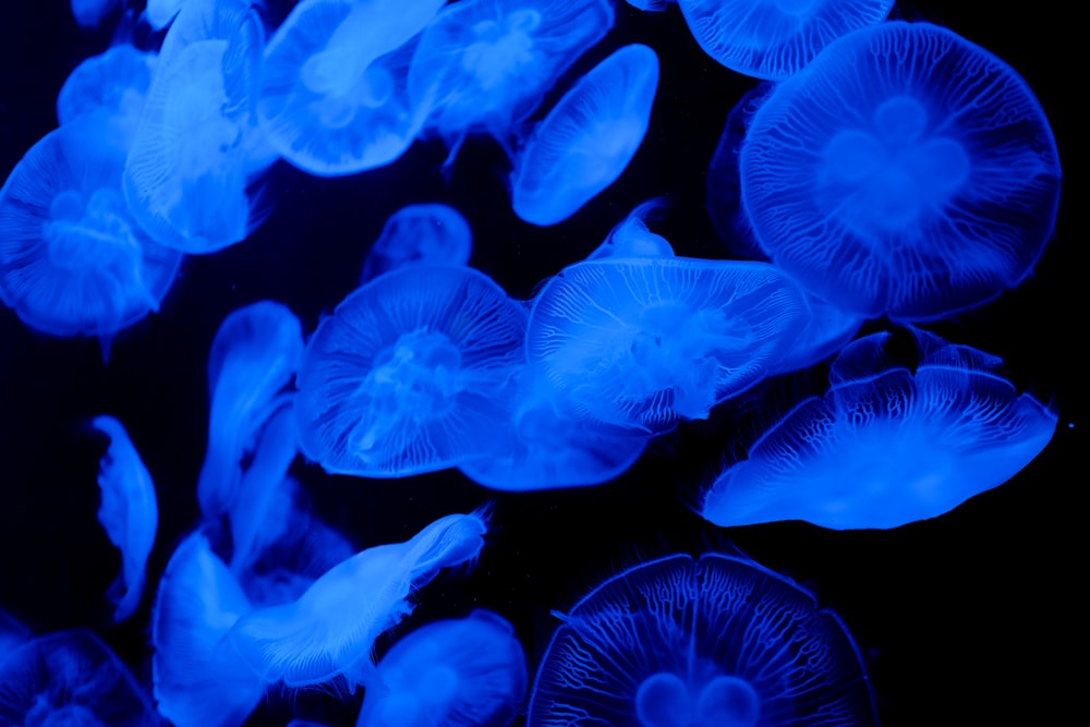 blue jellyfish in water during daytime