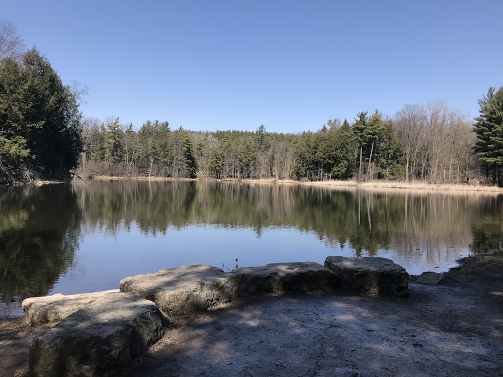 green trees beside lake under blue sky during daytime