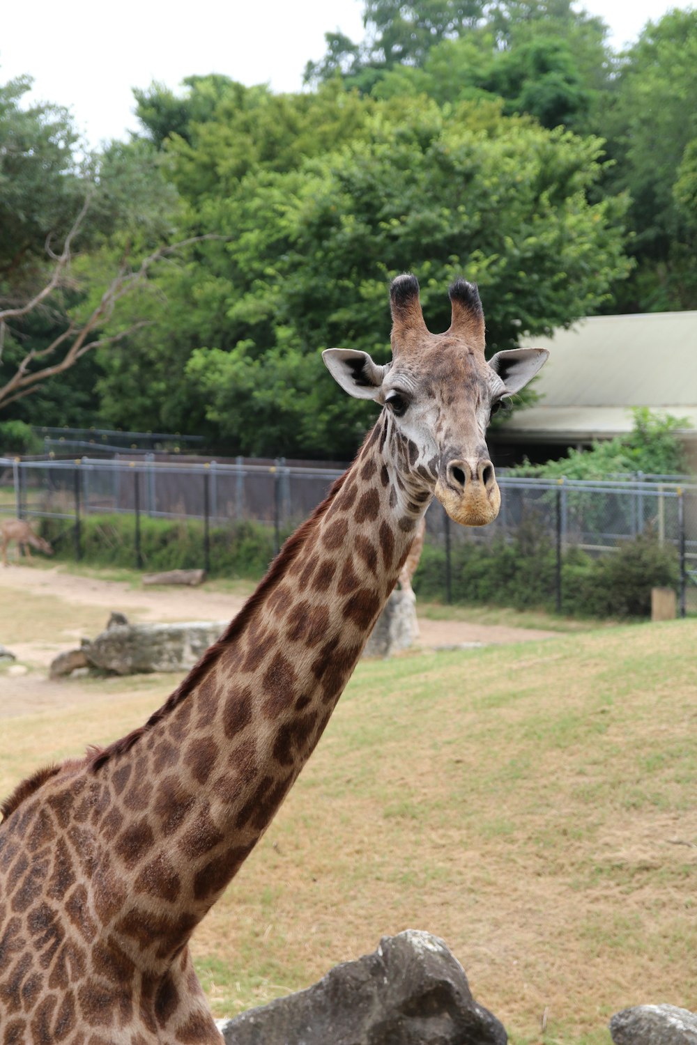 giraffe eating grass during daytime
