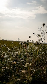 A serene landscape of blooming wildflowers in a sunny field.