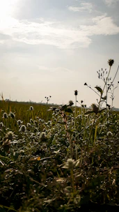 A serene Ethiopian landscape with nigella plants growing under soft sunlight.