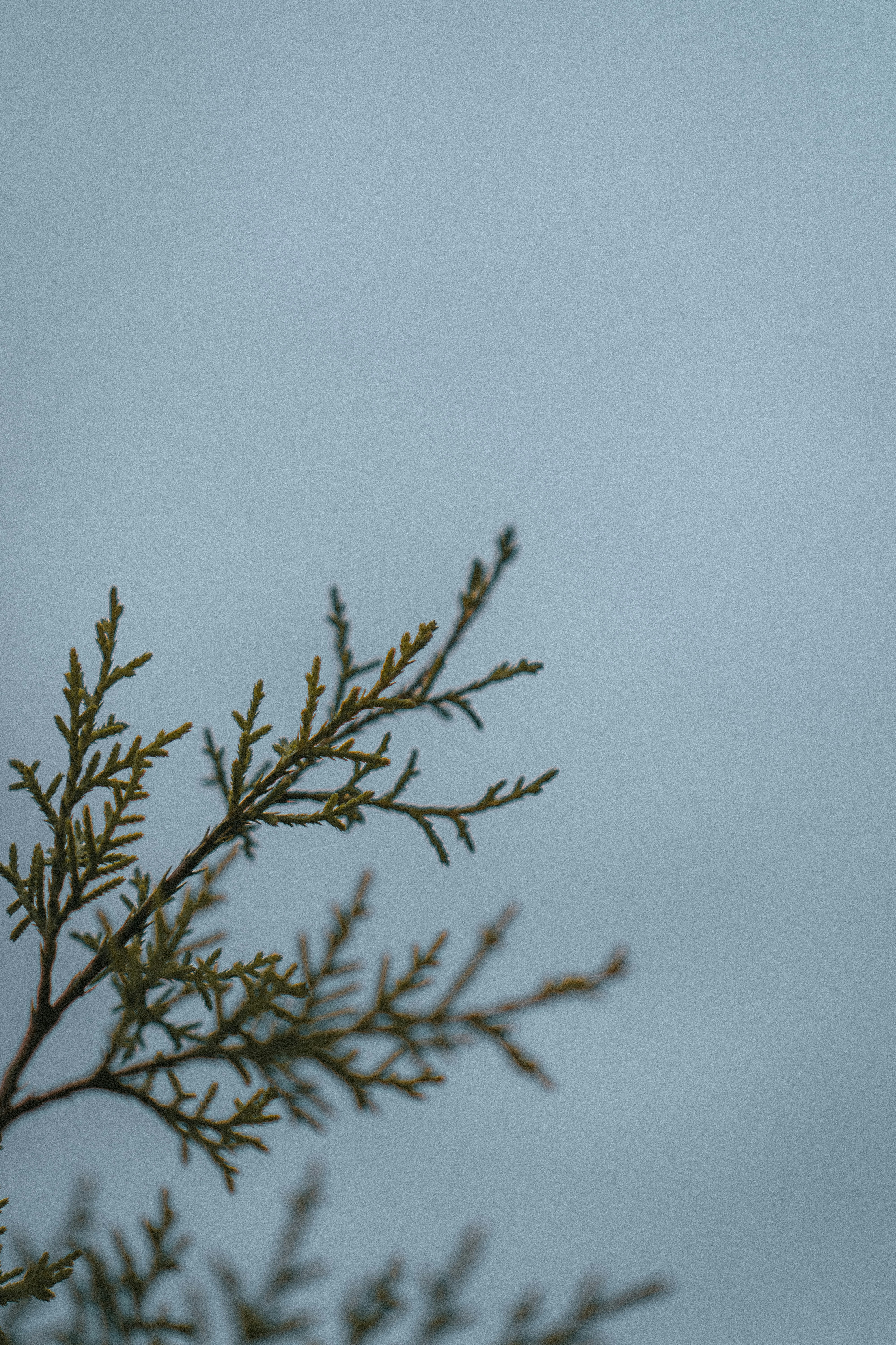 green plant under white sky during daytime