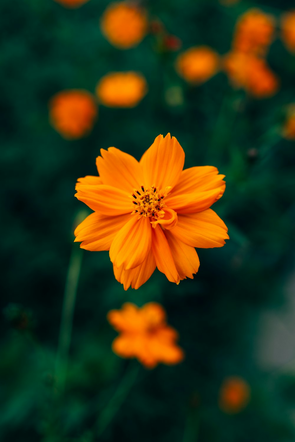 yellow flower in tilt shift lens