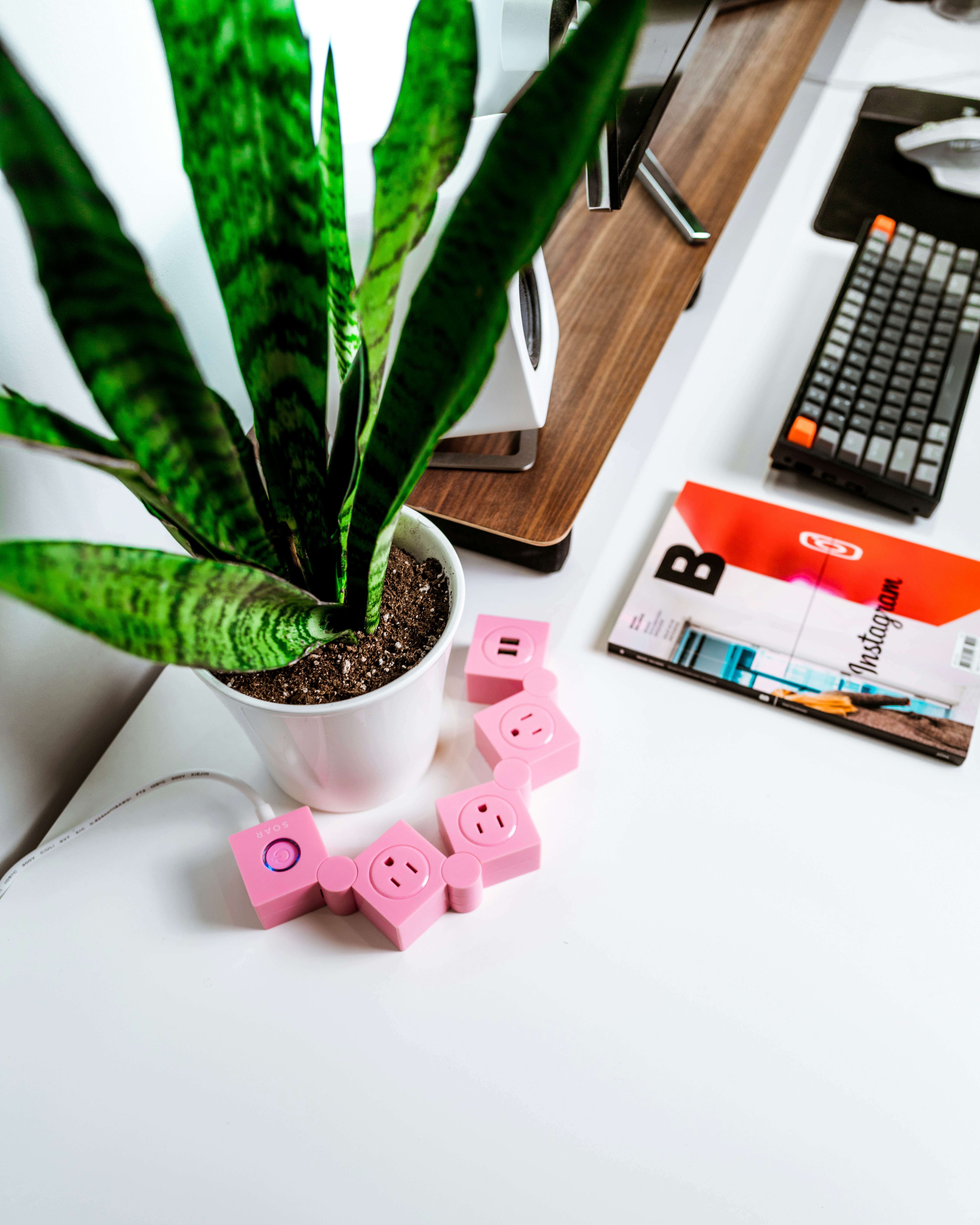 Planta verde en maceta de cerámica blanca