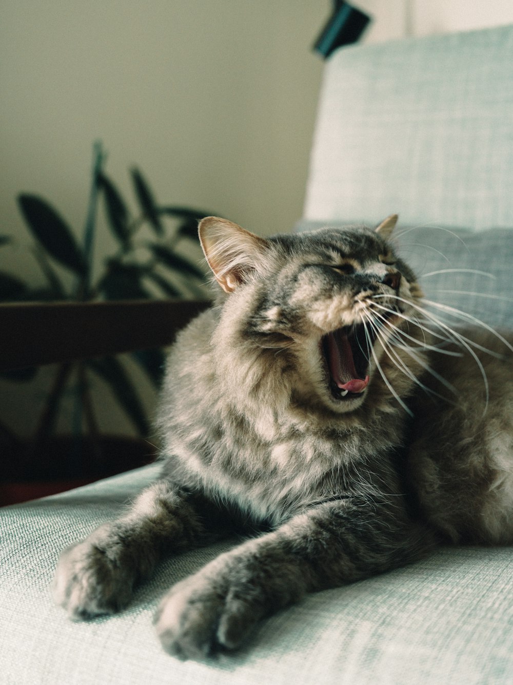 silver tabby cat on black chair