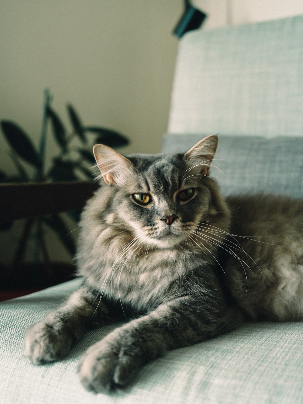 gato de pelo longo cinzento e branco no têxtil cinzento