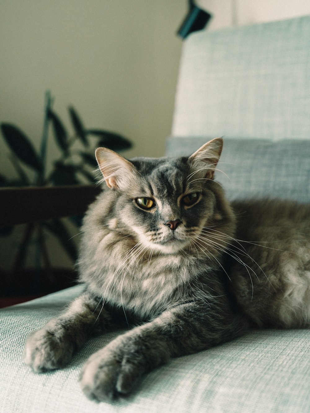 grey and white long fur cat on grey textile