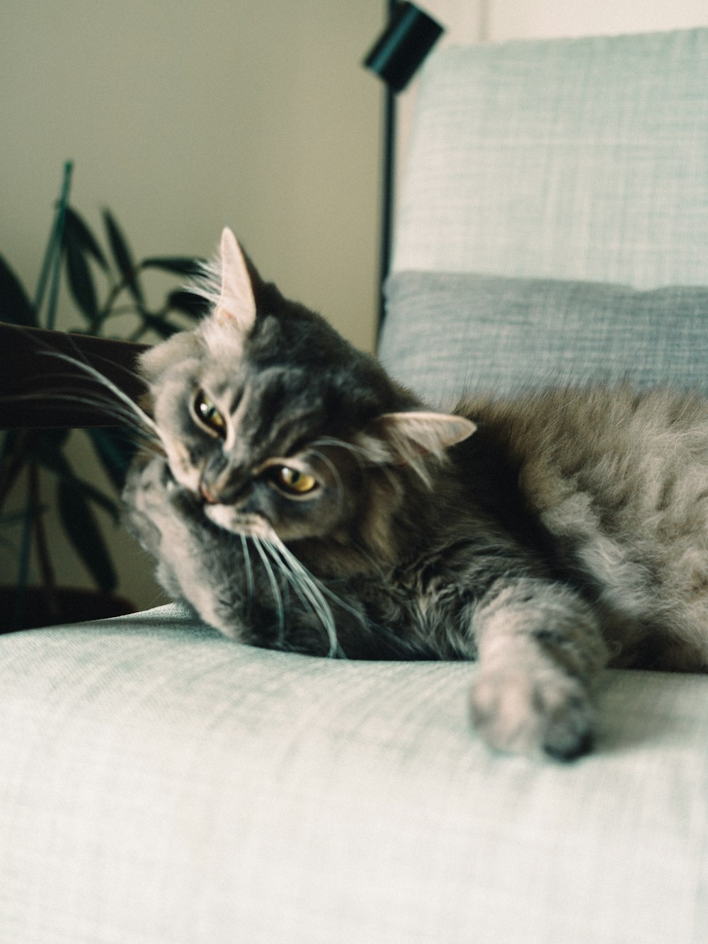 black and gray cat on white textile