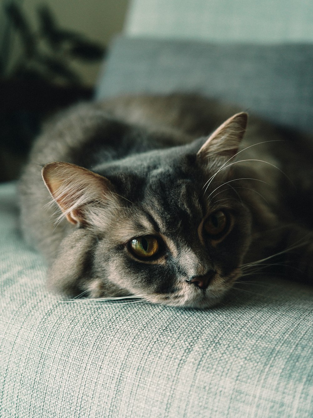 silver tabby cat on gray textile
