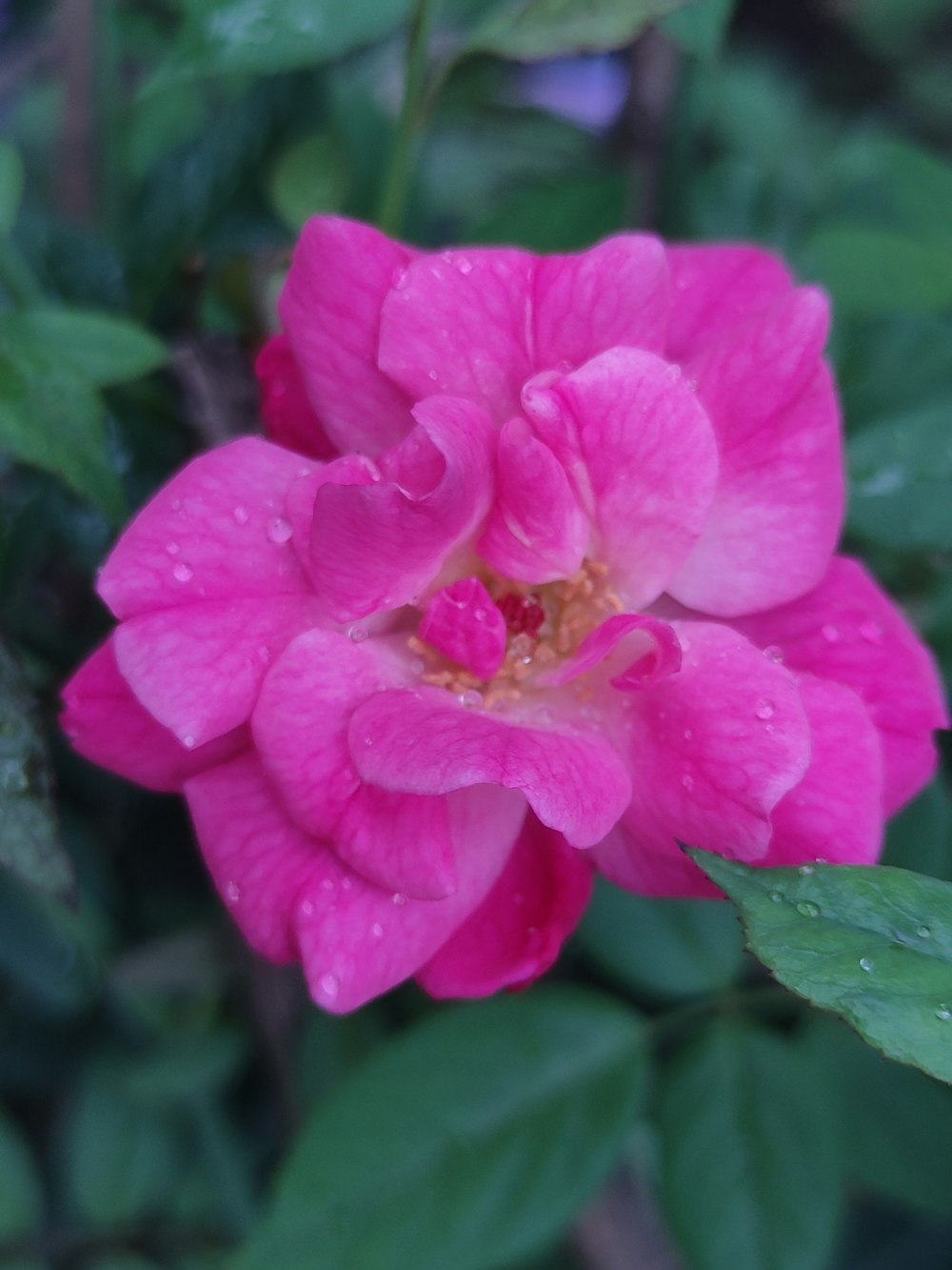 fleur rose dans la photo macro