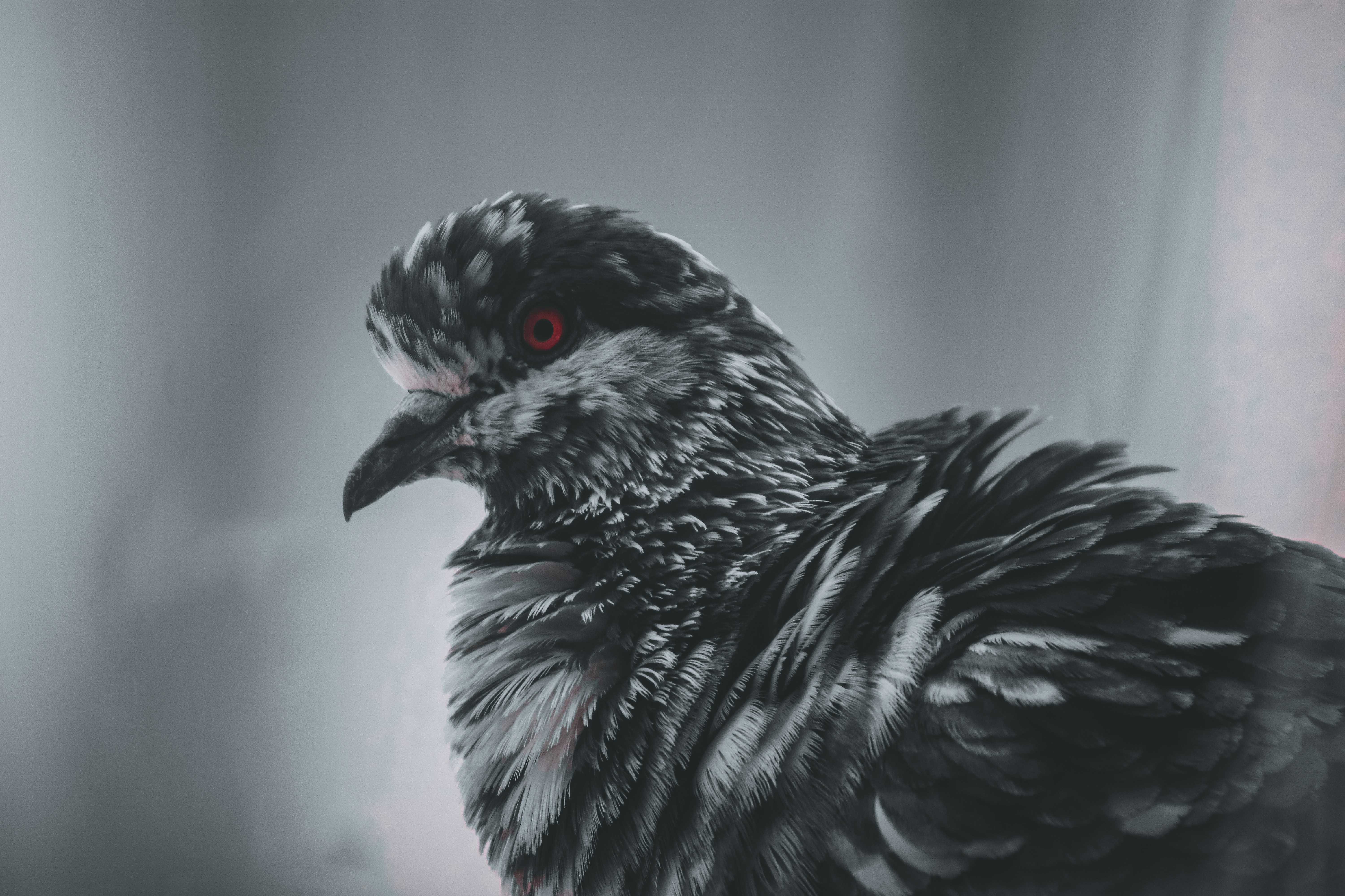 photo-1624509346610-38b9c30f22b2?ixid=M3wxMjA3fDB8MXxzZWFyY2h8MTZ8fCVDNCU5MCVDMyVBMSUyMGclQzMlQTB8ZW58MHx8fHwxNzU2Njc3MTUxfDA\u0026ixlib=rb-4.1.0