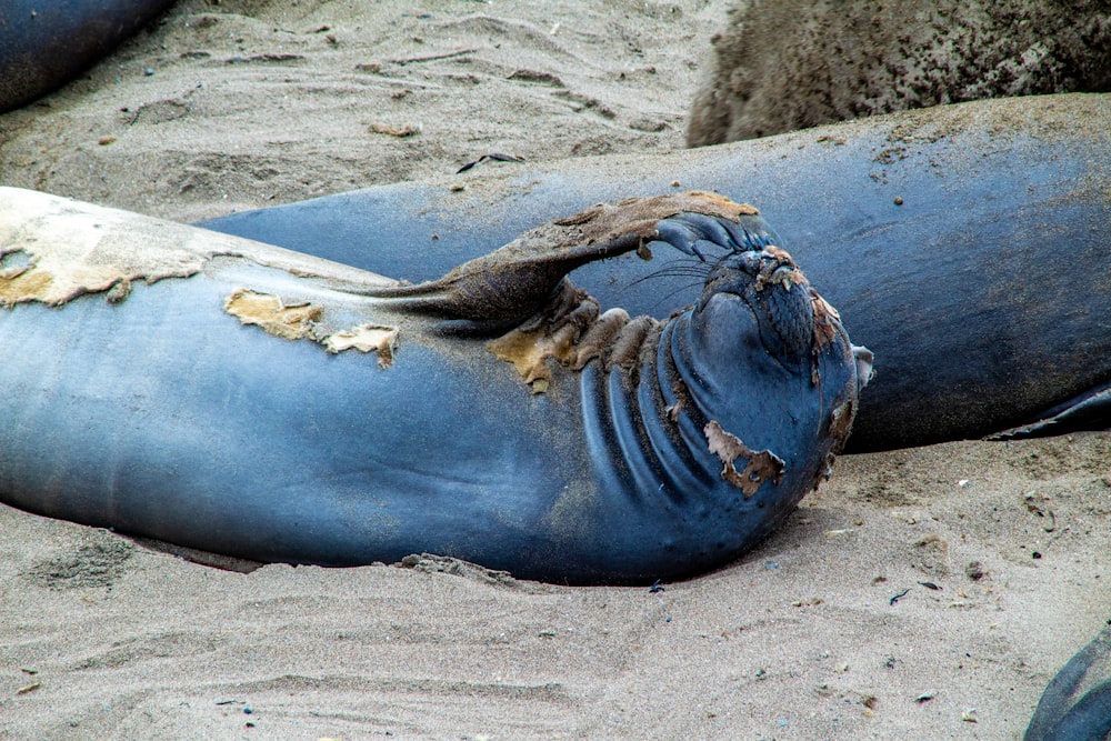 sea lion lying on sand during daytime