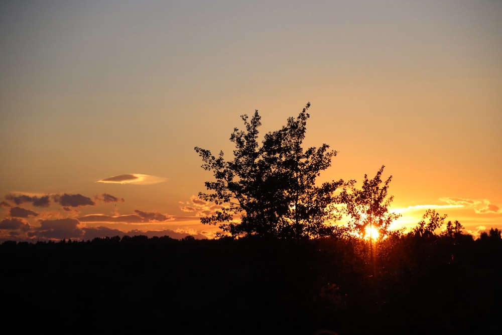 silhouette of trees during sunset