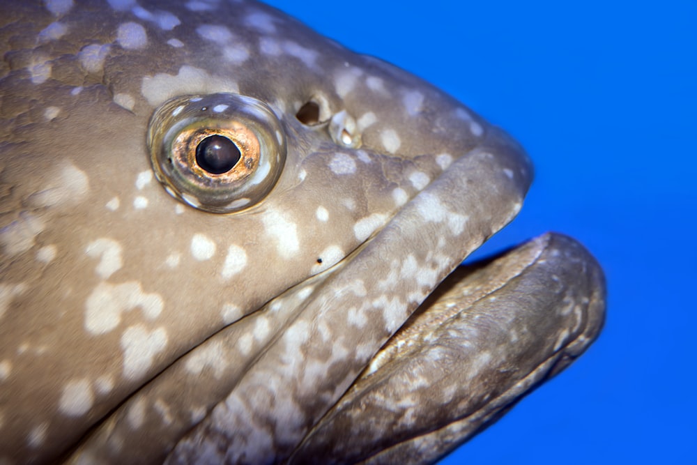 blue and white fish underwater