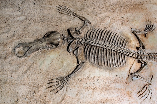 A fossilized skeleton of a prehistoric creature is embedded in a sandy stone surface. The bones are well-preserved, featuring a long spine with ribs extending on either side, a distinct skull, and elongated limbs.