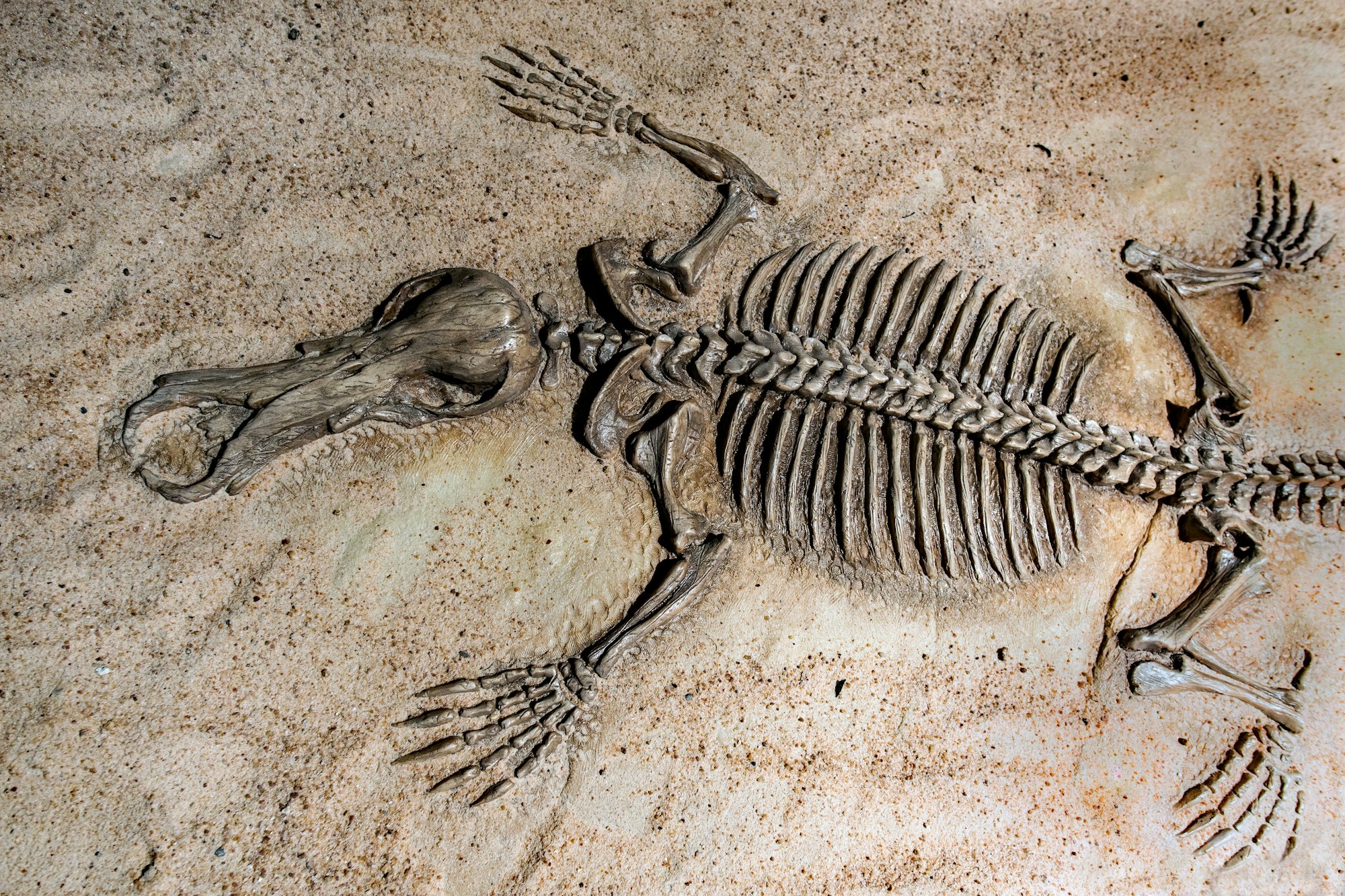 A model of a fossil of a giant toothed platypus from the Riversleigh fossil fields. About a metre long and more than twice the size of platypus today.