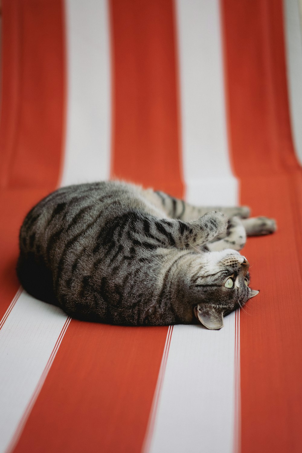 brown tabby cat lying on red and white surface
