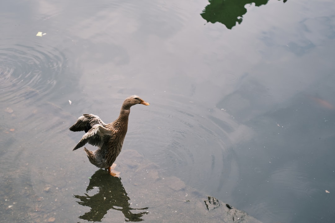 white and brown duck on water