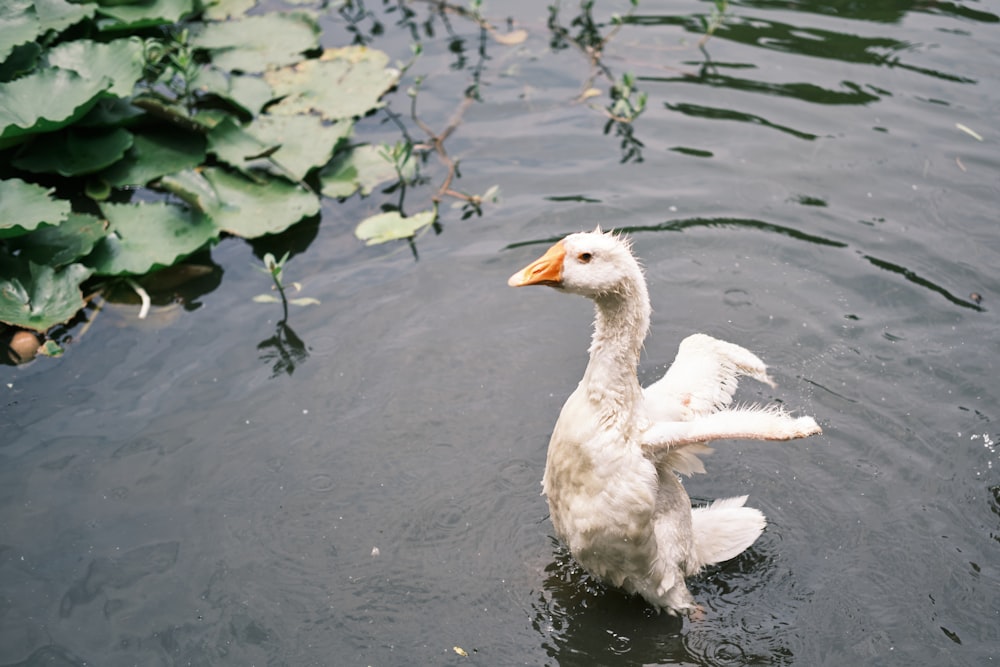 white swan on water during daytime