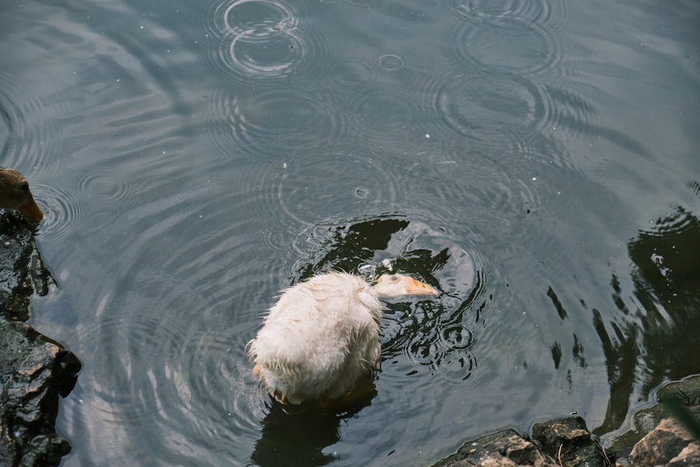 white swan on water during daytime