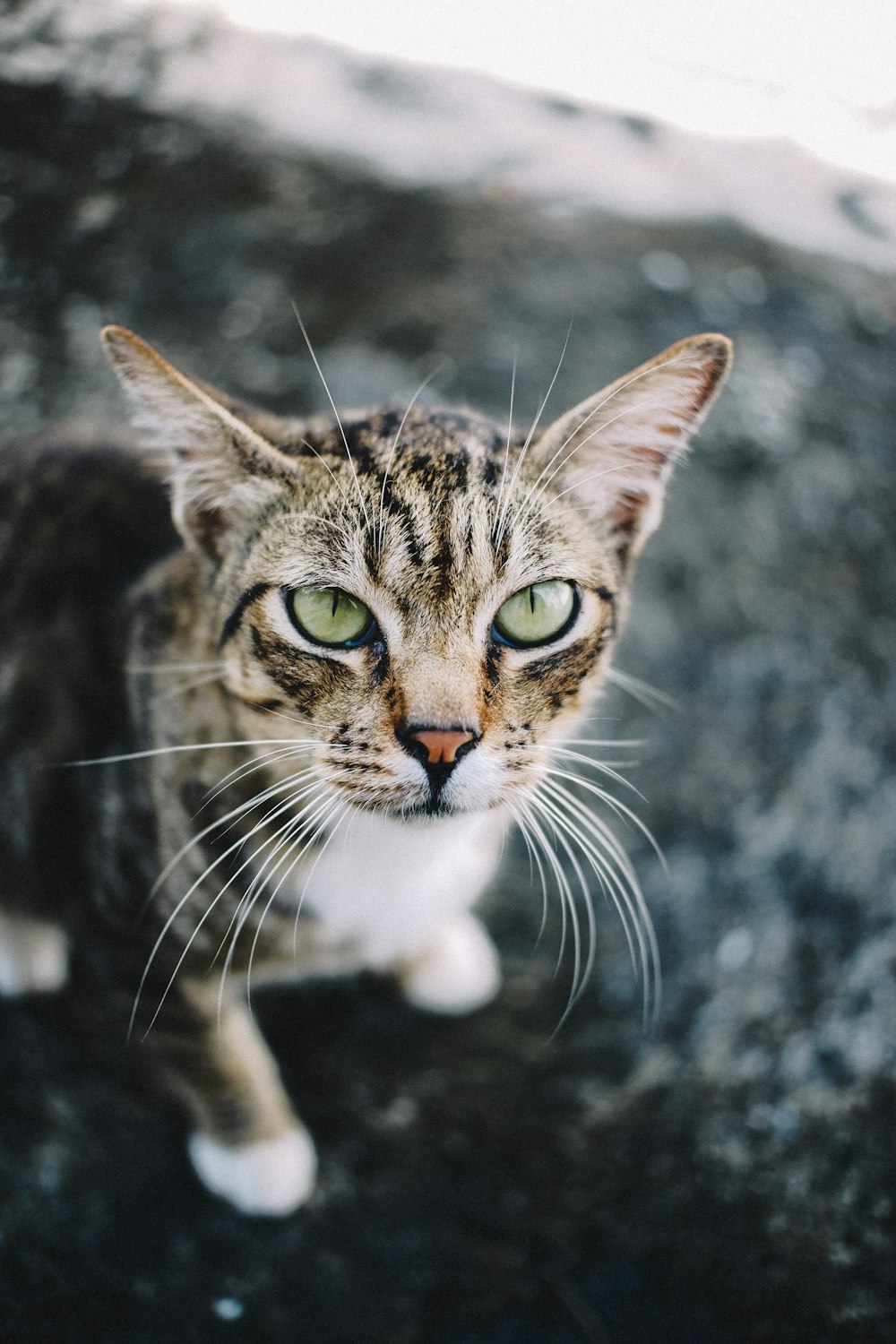 brown tabby cat in close up photography