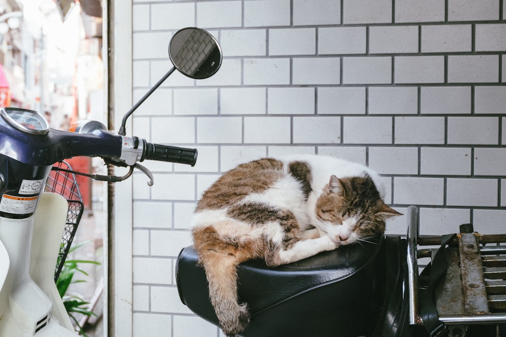 orange and white cat on motorcycle