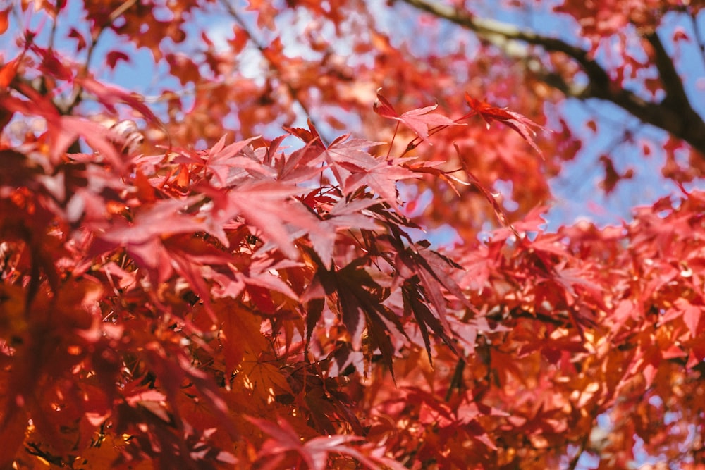 red leaves in tilt shift lens