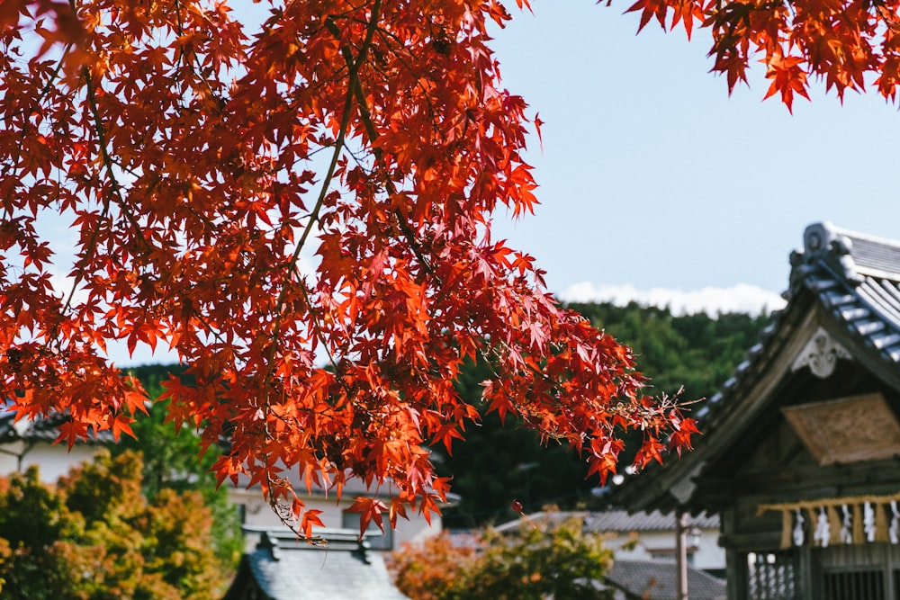 foglie rosse su recinzione in cemento grigio