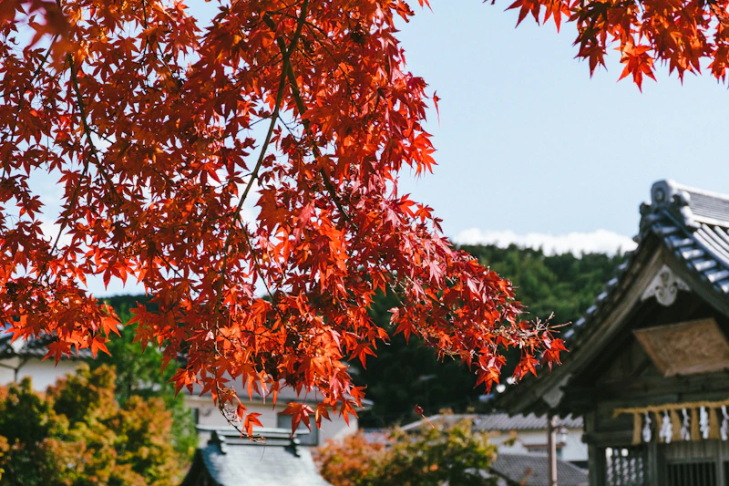 Hidden Autumn Foliage Spots in Japan: Beyond the Crowds