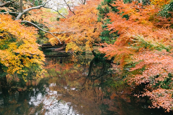 Exploring Yufuin: A Local's Insight
