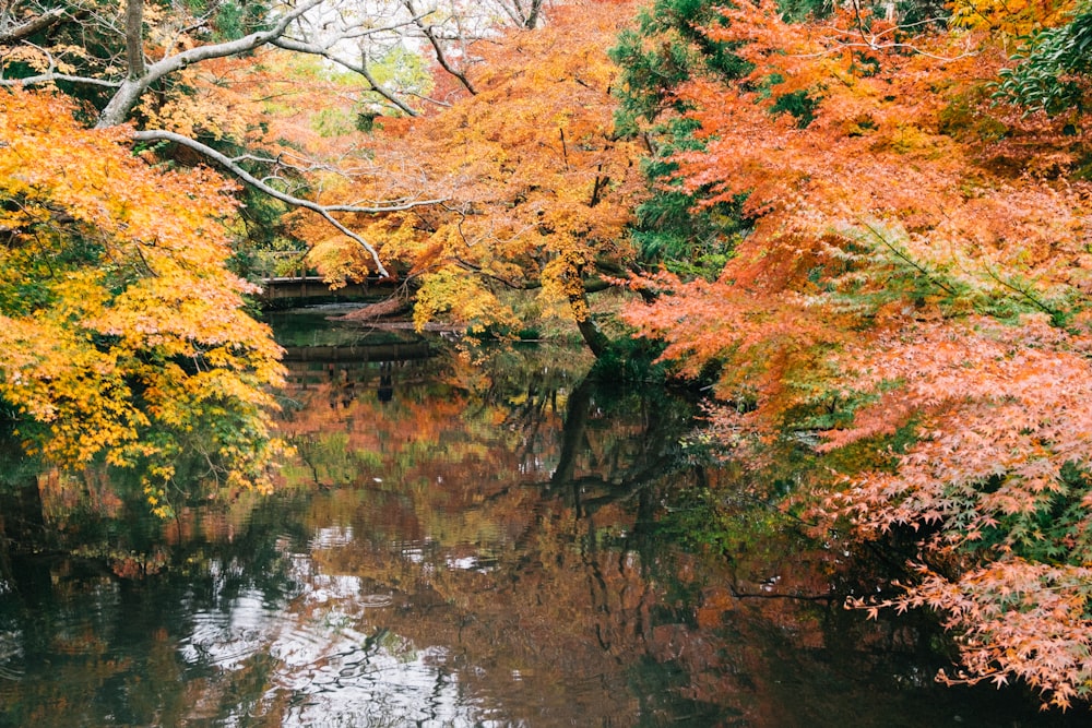 昼間の川沿いの茶色と緑の木々