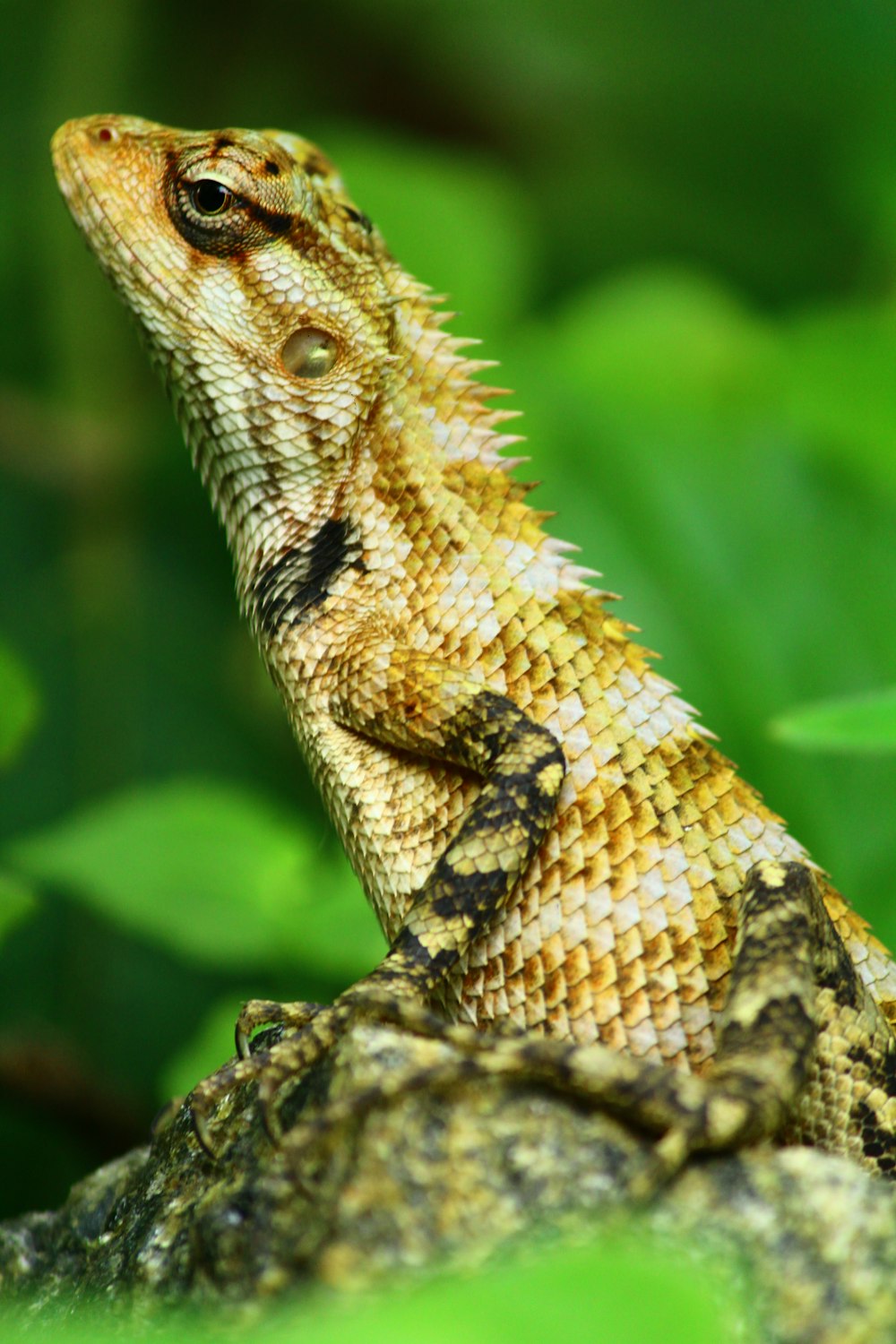 brown and black lizard on brown tree branch