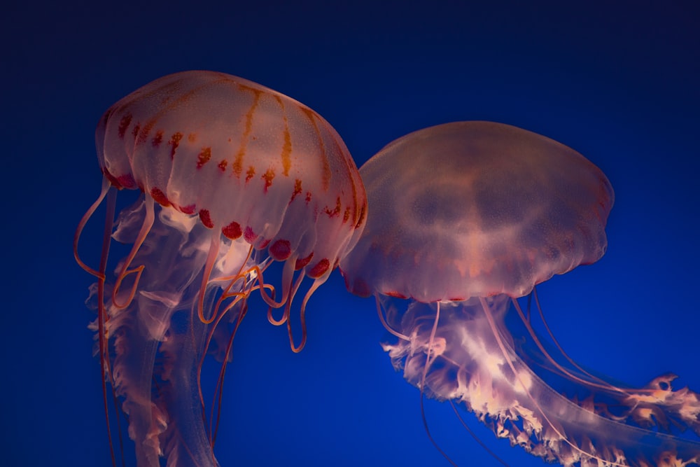 blue jellyfish in blue water