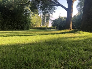 A lush green park with well-maintained grass is surrounded by tall trees casting long shadows in the sunlight. The backdrop includes a clear sky and a line of dense foliage, creating a serene and peaceful atmosphere.