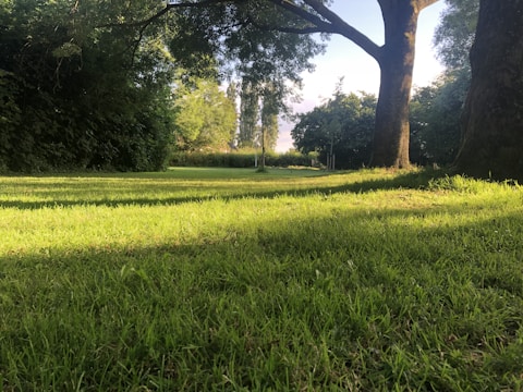 A lush green park with well-maintained grass is surrounded by tall trees casting long shadows in the sunlight. The backdrop includes a clear sky and a line of dense foliage, creating a serene and peaceful atmosphere.