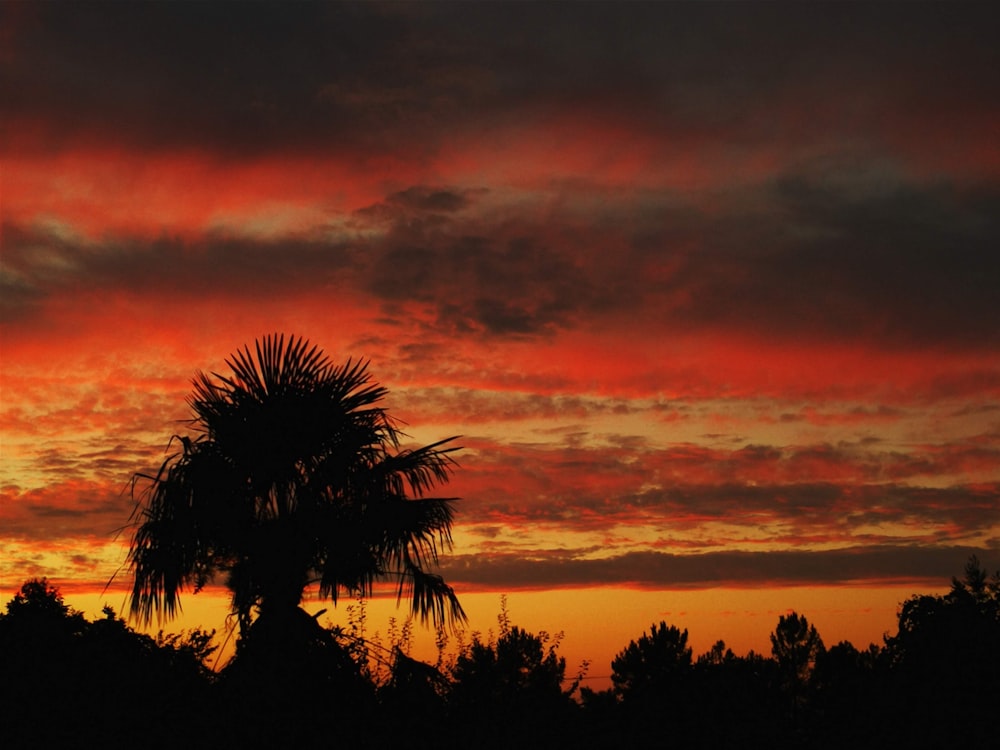 palm tree under orange sky during sunset