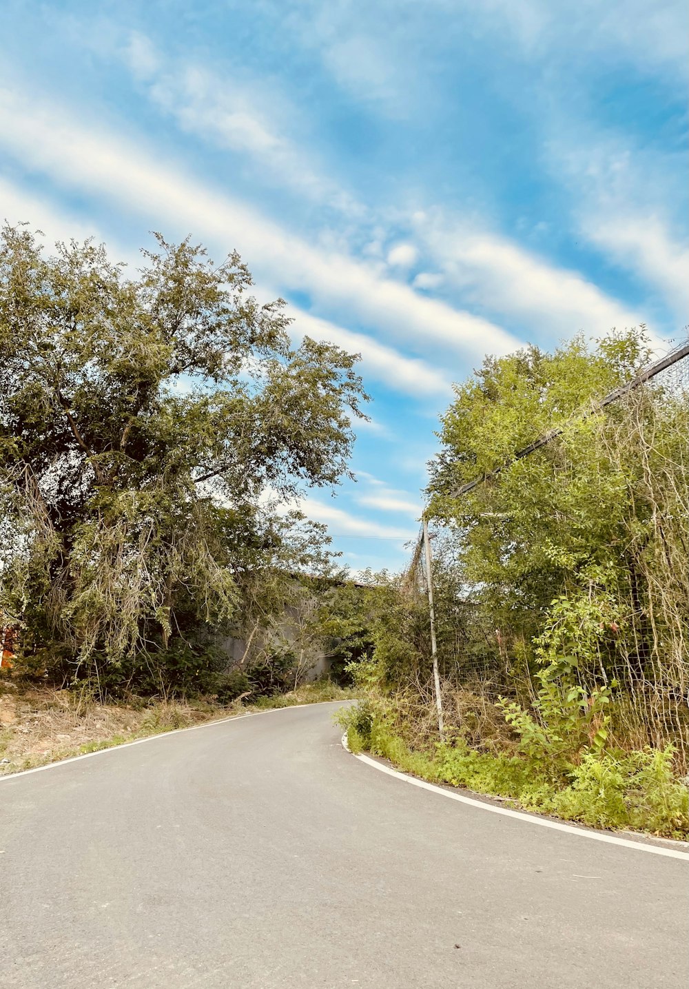 green trees beside gray concrete road under blue sky during daytime