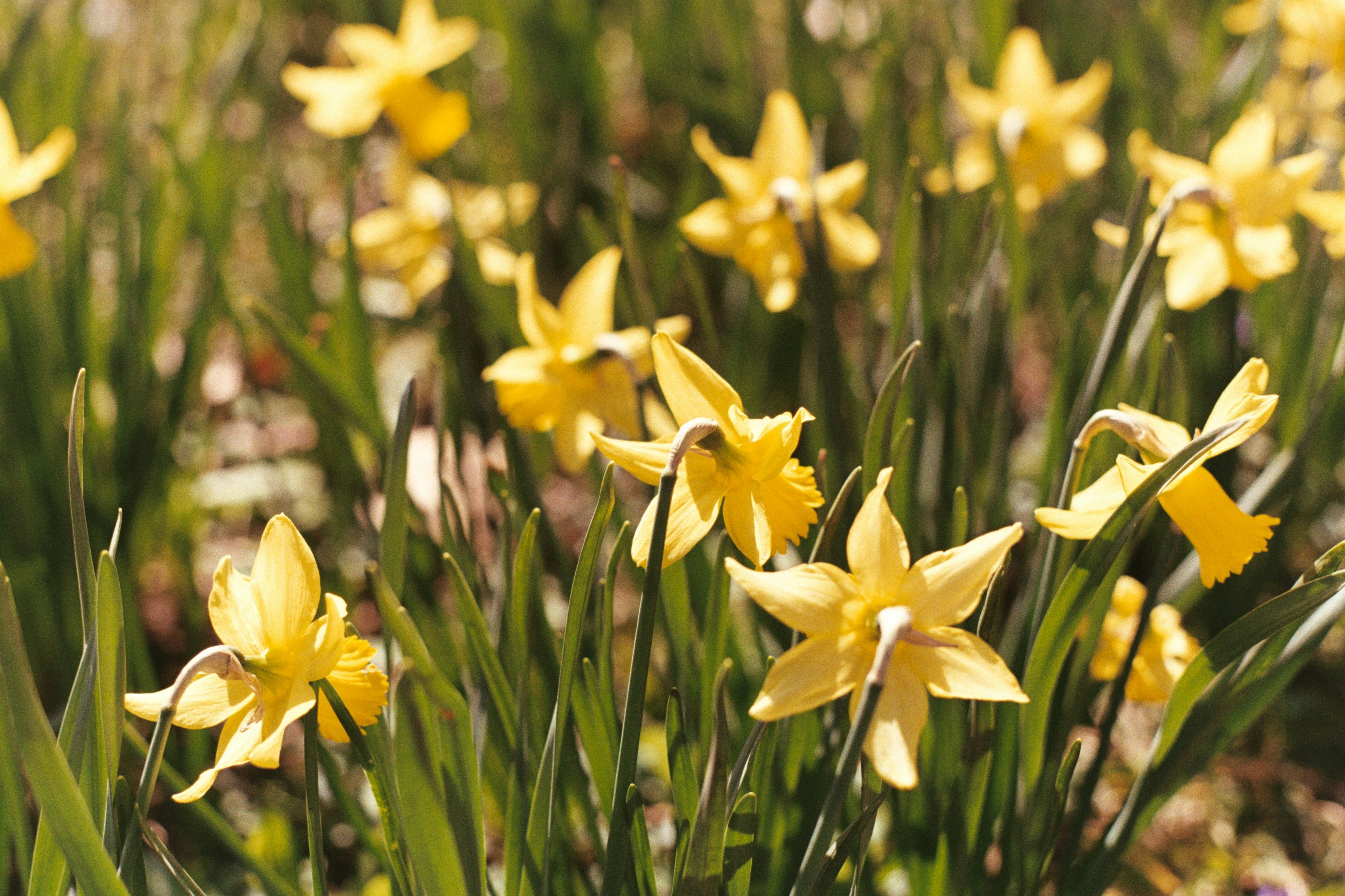 Photo by laurenceziegler