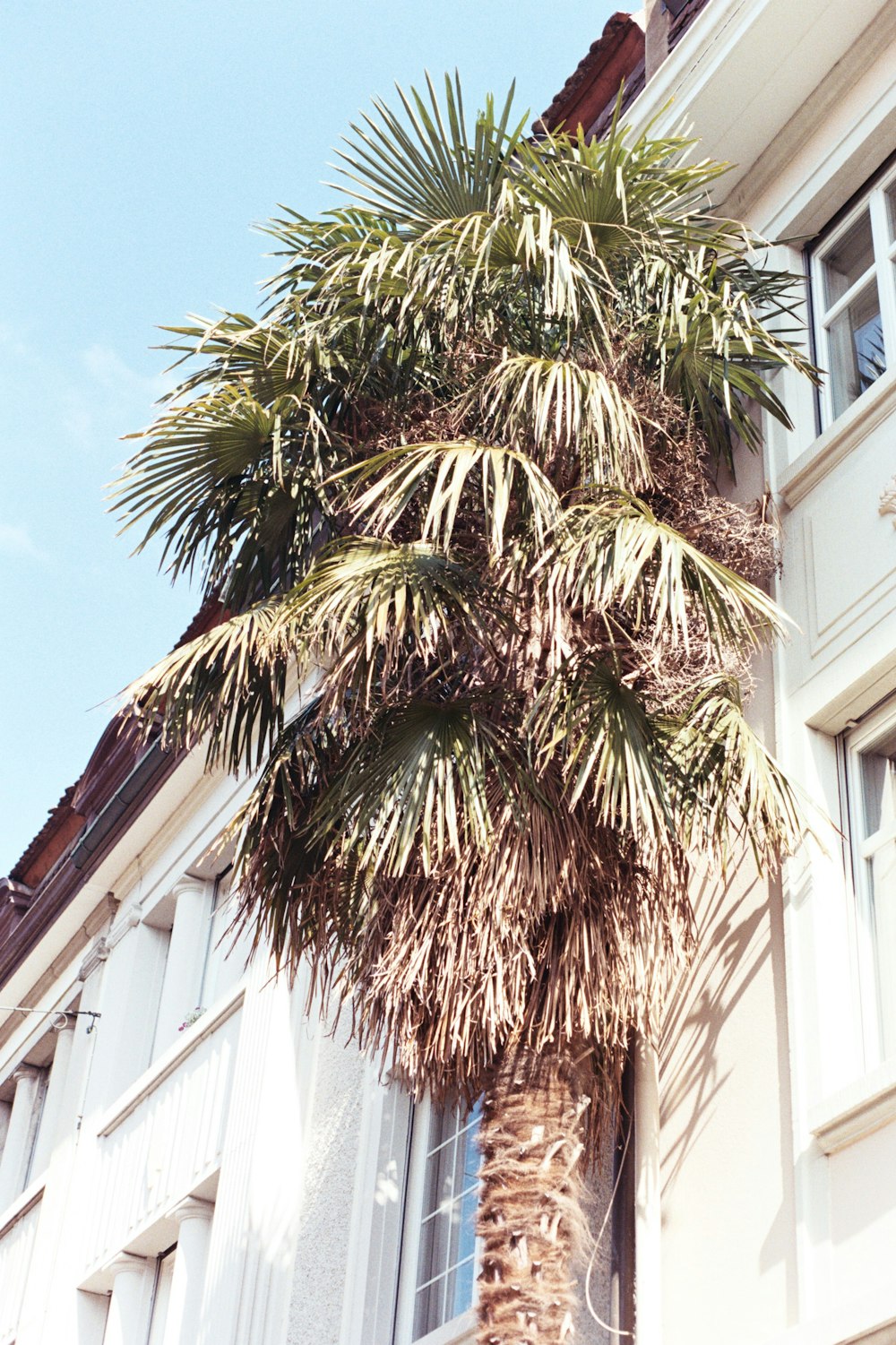 green palm tree near white concrete building during daytime