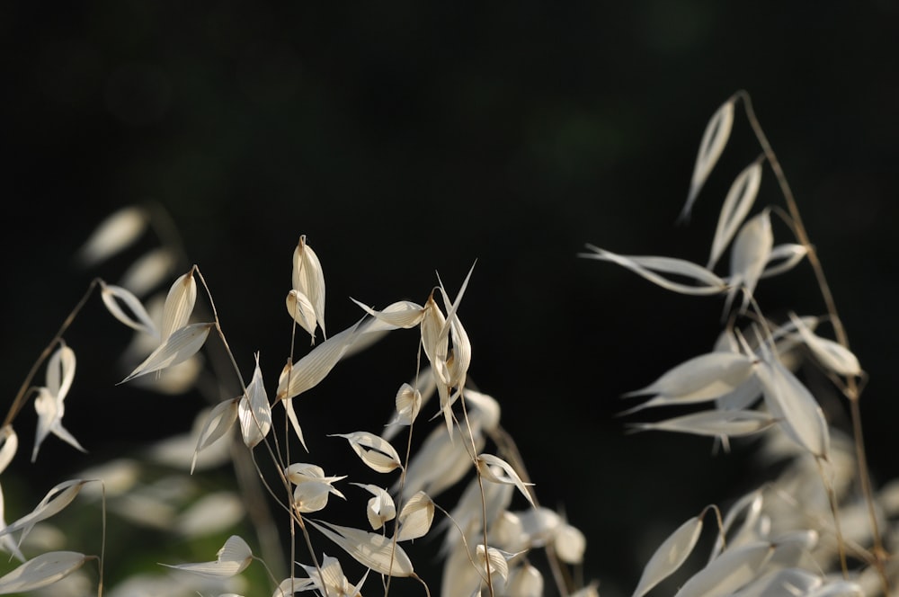 white and brown plant in close up photography