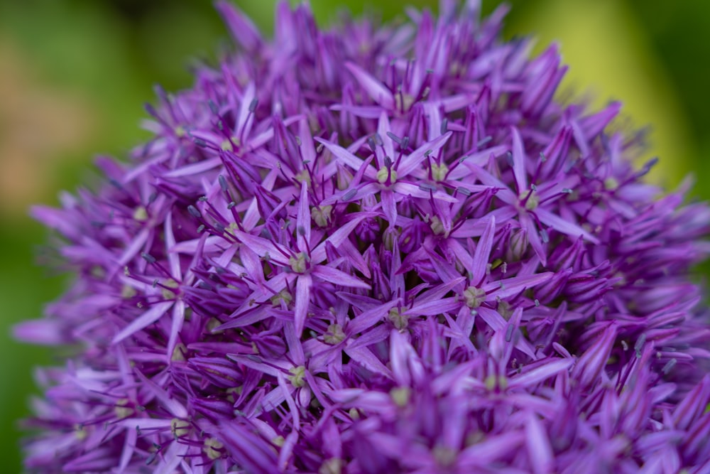 purple and white flower buds