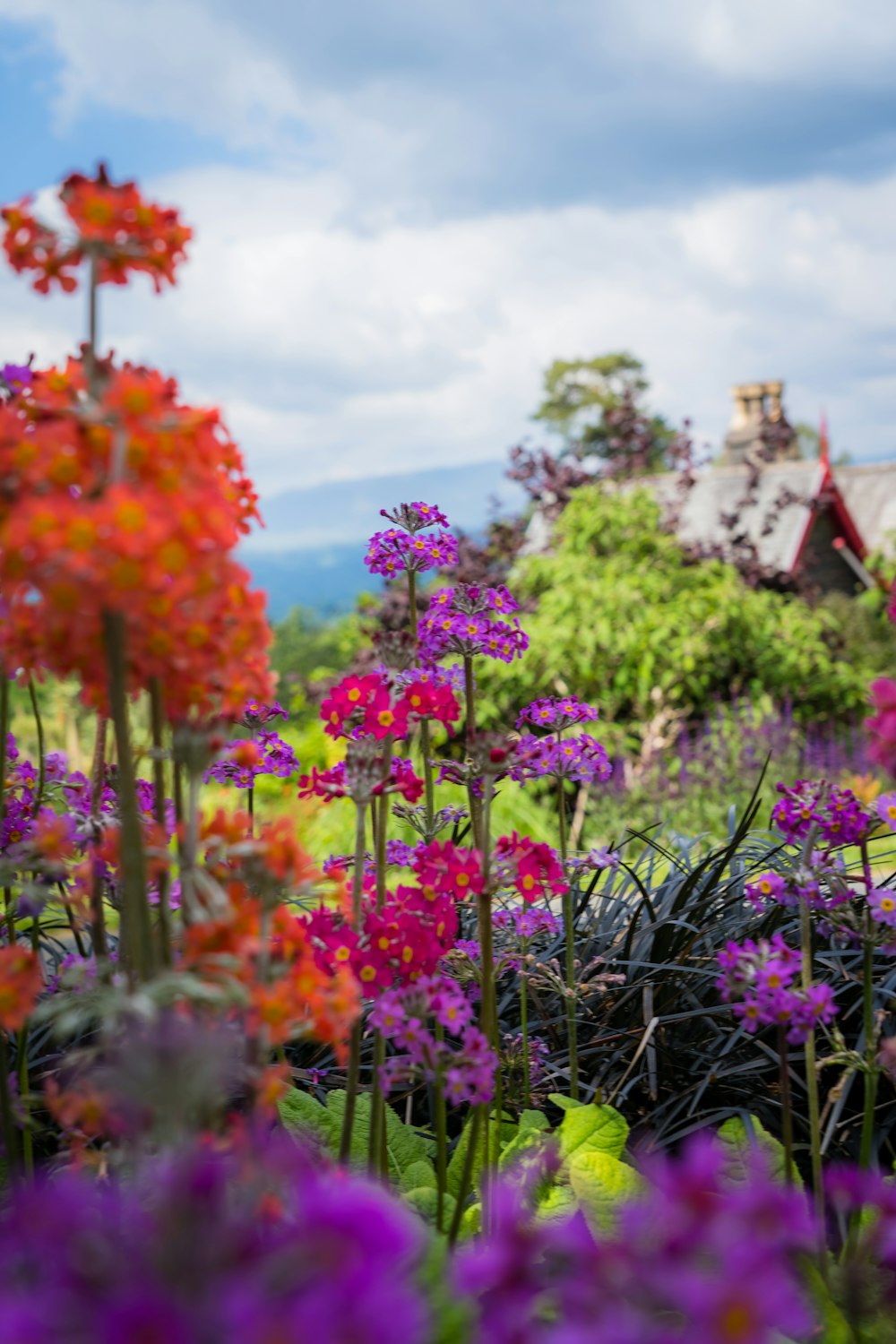 purple and orange flower field near brown concrete building under white clouds and blue sky during