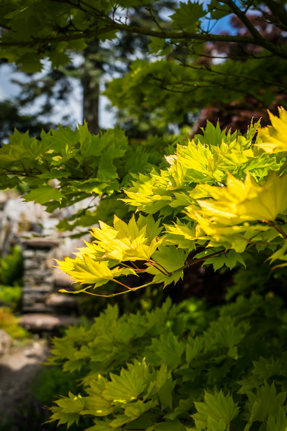 yellow flowers in tilt shift lens