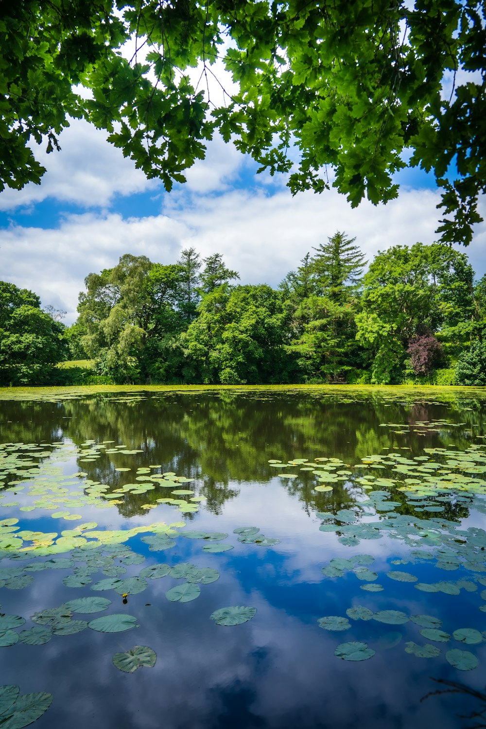 arbres verts au bord de la rivière sous le ciel bleu pendant la journée