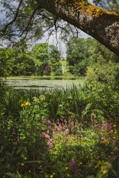 green grass and trees near body of water during daytime