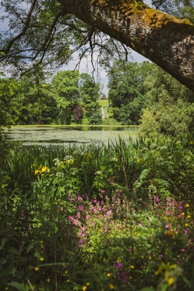 green grass and trees near body of water during daytime