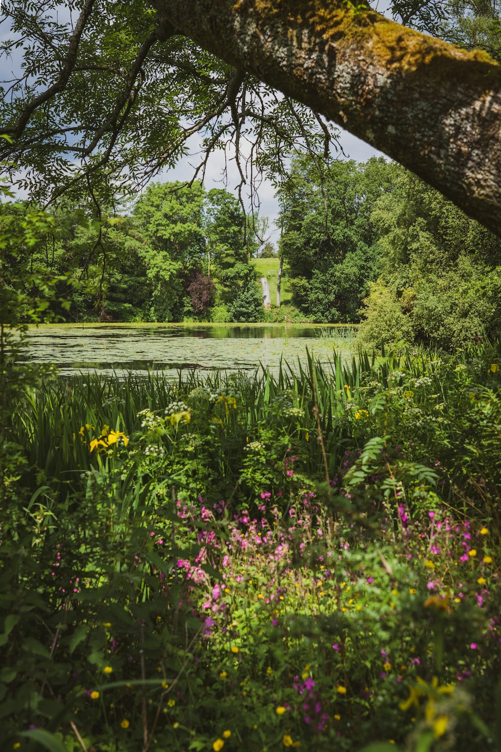 erba verde e alberi vicino allo specchio d'acqua durante il giorno