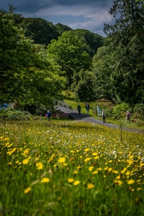 A picturesque scene of Mote Park showcasing its beautiful walking paths.