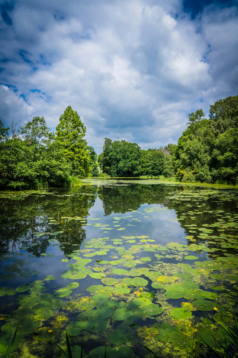 green trees beside river under blue sky and white clouds during daytime