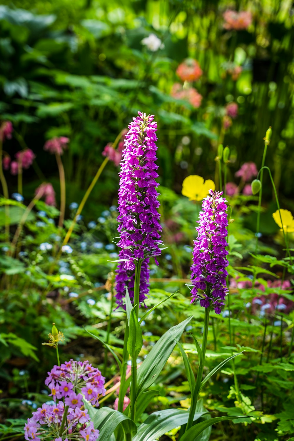 purple and yellow flower in tilt shift lens